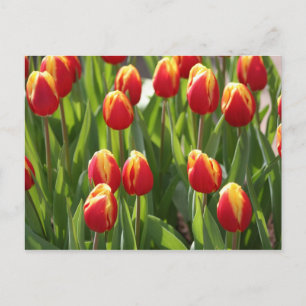 rote und gelbe Tulpen Postkarte