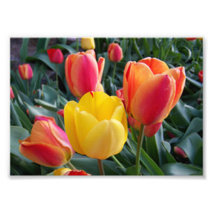 Rote und gelbe Tulpen Steingarten 7x5 Foto