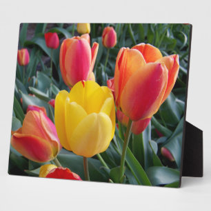 Rote und gelbe Tulpen Steingarten Foto Fotoplatte