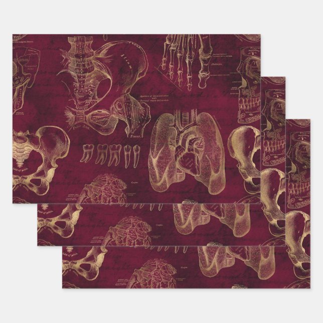 Rote und Goldanatomie Zeichnend auf Rot Geschenkpapier Set (Set)