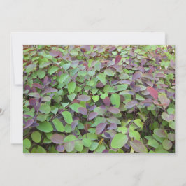 Rote und grüne Blätter Zweige Fotografie Mitteilungskarte