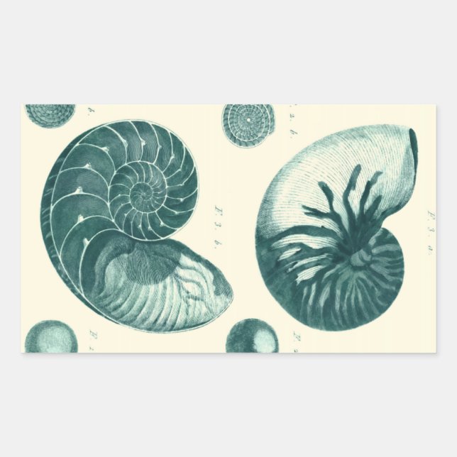 Rote und grüne Seashell-Kunst Rechteckiger Aufkleber (Vorderseite)