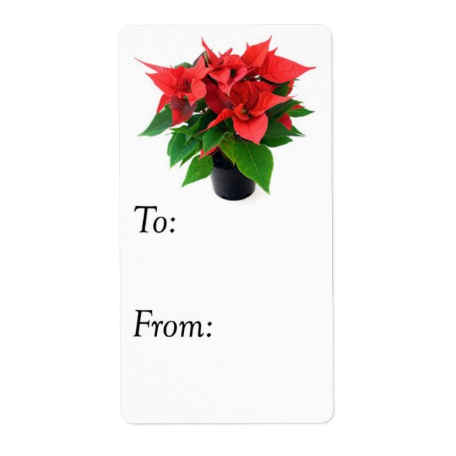 Rote und grüne Weihnachtsfeier Poinsettia - Gesche (Vorne)