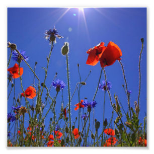 Rote und lila Rose, die sich einem blauen Himmel u Fotodruck