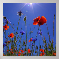 Rote und lila Rose, die sich einem blauen Himmel u