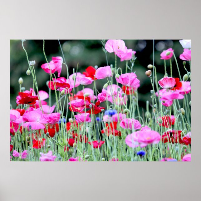 Rote und rosa Poppies Poster (Vorne)