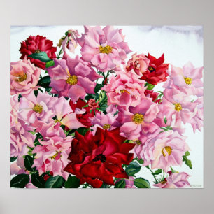 Rote und rosa Rosen 2008 Poster