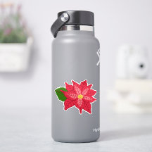 Rote und rosa Weihnachts-Poinsettie