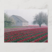 Rote und rosafarbene Tulpen laden zum Verweilen ei