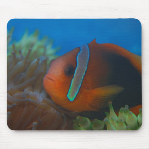 Rote und schwarze tropische Fische Mousepad