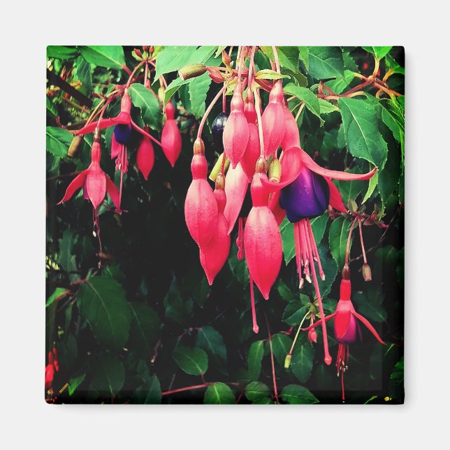 Rote und violette Blumen Magnet (Vorne)