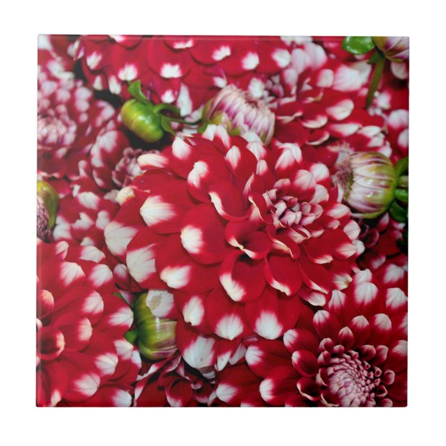 Rote und weiße Dahlien Fliese (Vorderseite)