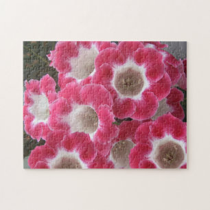 Rote und weiße Gloxinia-Blume.