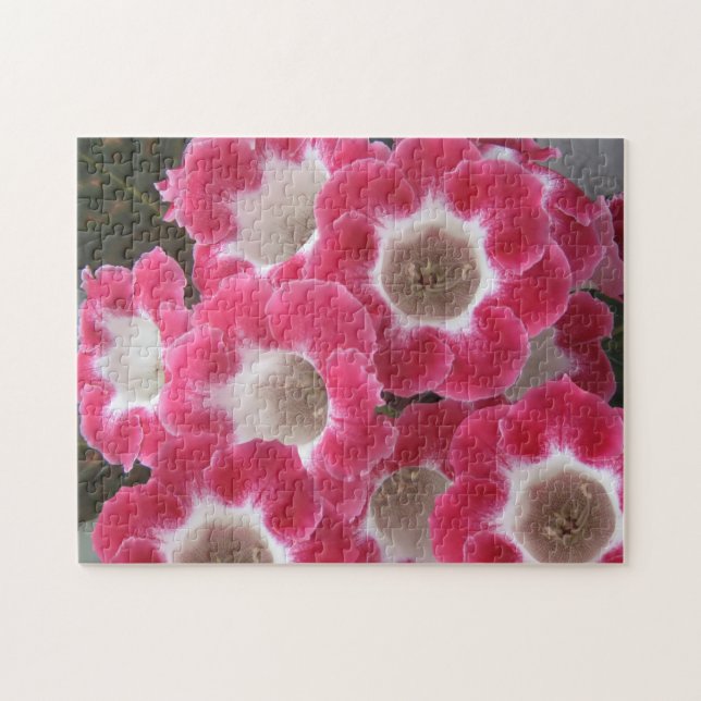 Rote und weiße Gloxinia-Blume. (Horizontal)