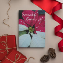 Rote und weiße Poinsettia Floral