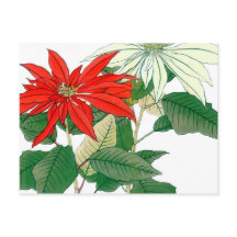 Rote und weiße Poinsettia Postkarte