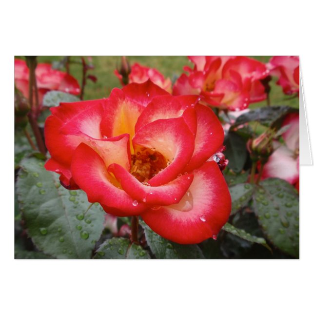 Rote und weiße Rose (Vorderseite (Horizontal))