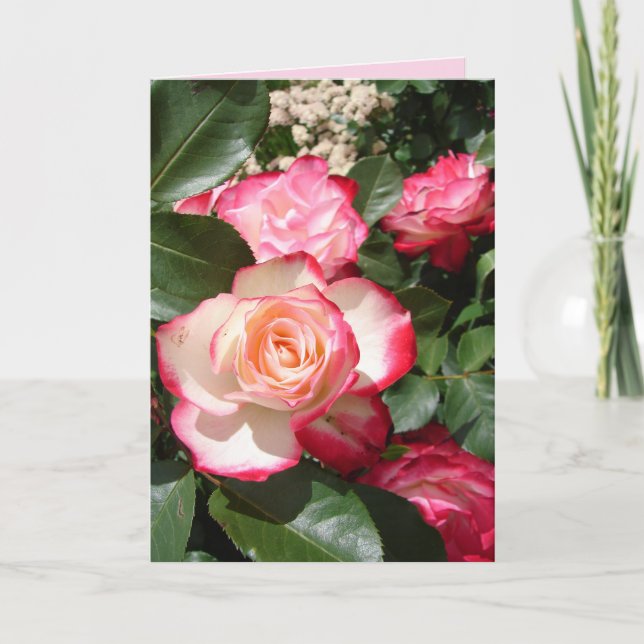 Rote und weiße Rose Blume Blumenkarte Rose Karte (Vorderseite)