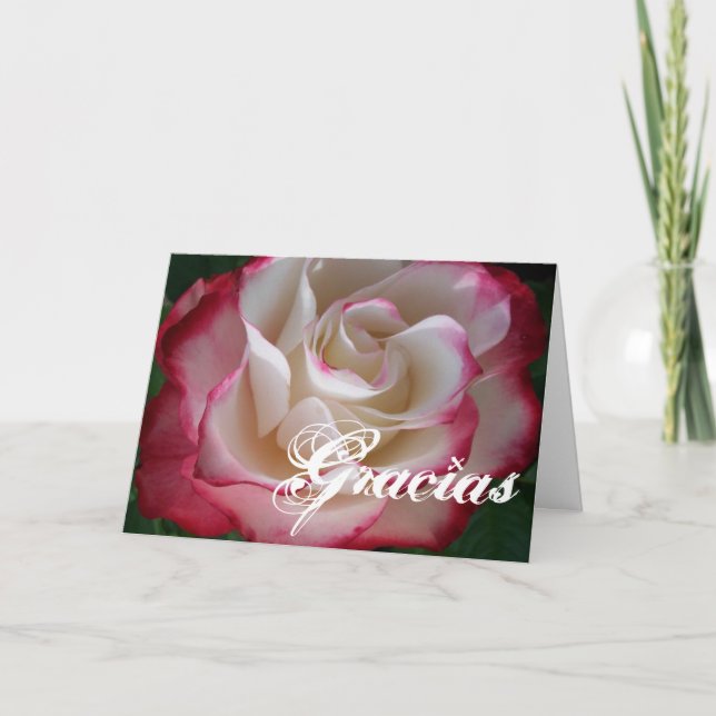 Rote und weiße Rose Gracias Dankeskarte (Vorderseite)