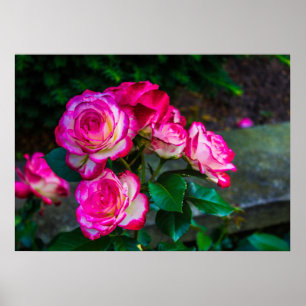 Rote und weiße Rose Poster