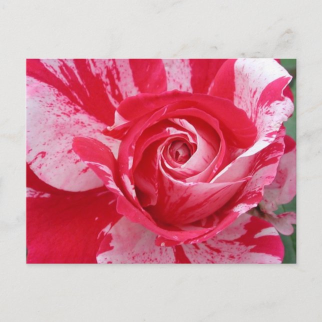 Rote und weiße Rose Postkarte (Vorderseite)