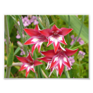 Rote und weiße Schwertlilien Sommerblumen Fotodruck