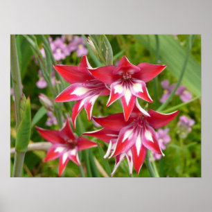 Rote und weiße Schwertlilien Sommerblumen Poster