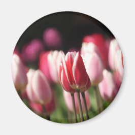Rote und weiße sowie rosa Tulpen Magnet