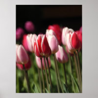 Rote und weiße sowie rosa Tulpen