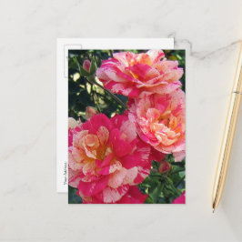 Rote und weiße Streifen Rose bearbeitbare Postkart Postkarte