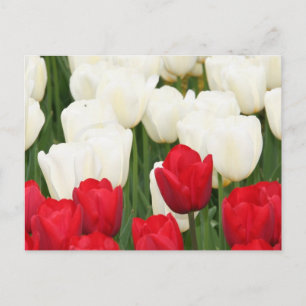 Rote und weiße Tulpen Postkarte