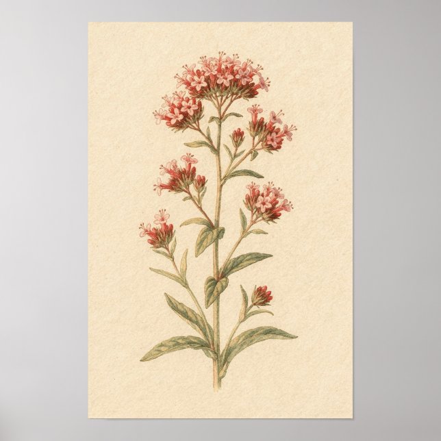 Rote Valerian-Botanikstudie | 12 × 18 Poster (Vorne)