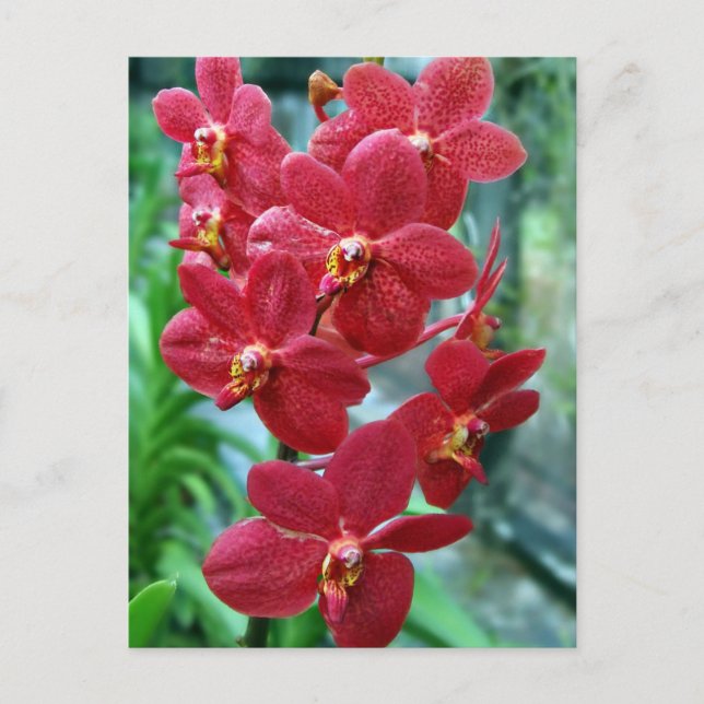 Rote Vanda-Orchideen Postkarte (Vorderseite)