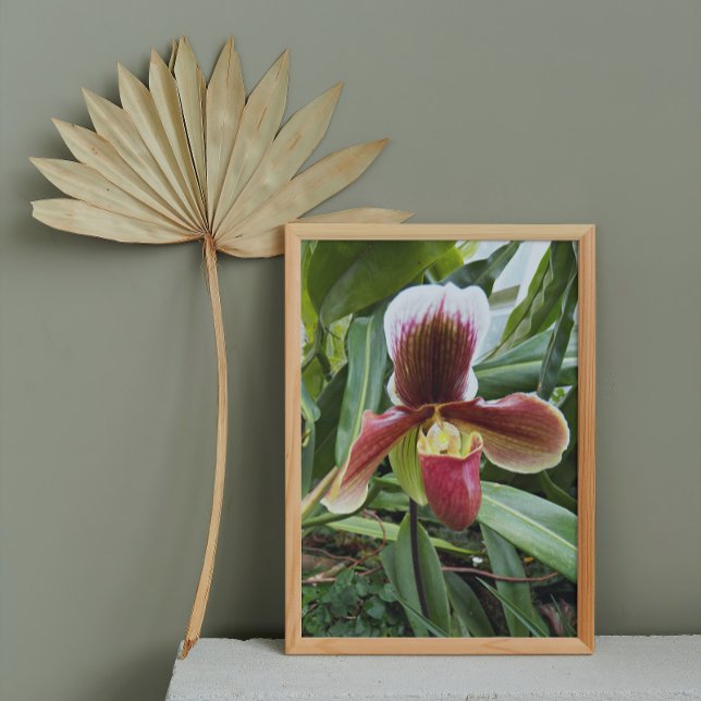 Rote Venus Slipper Orchid Floral Fotodruck (In Situ Framed)