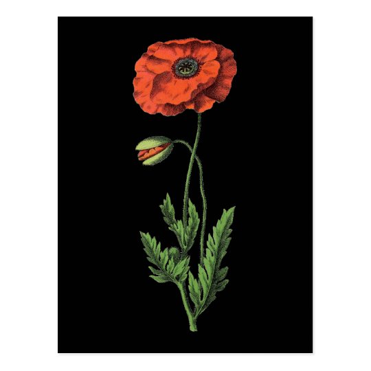 Rote Vintage Kunst Der Mohnblume Postkarte Zazzle Ch