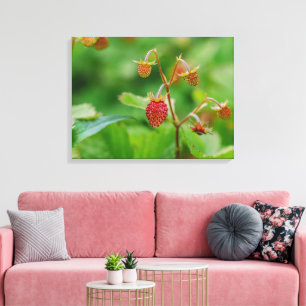 Rote Wald-Erdbeere wächst in einem Garten Foto Leinwanddruck