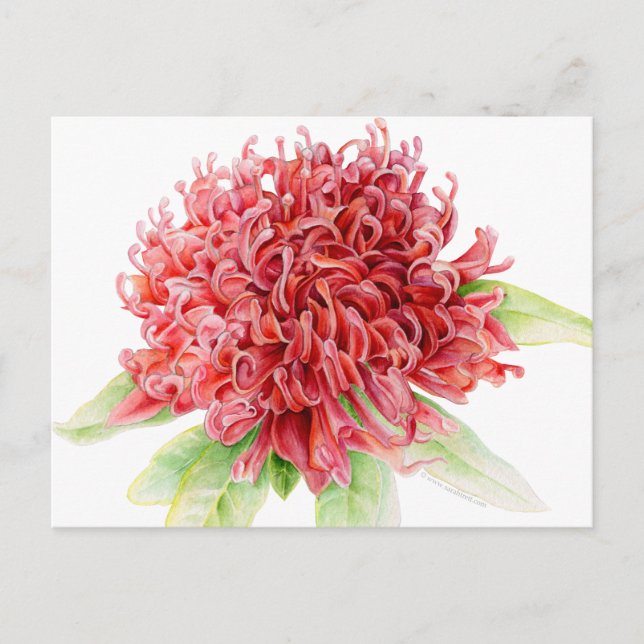 Rote Waratah Botanische Aquarellkunst Postkarte (Vorderseite)