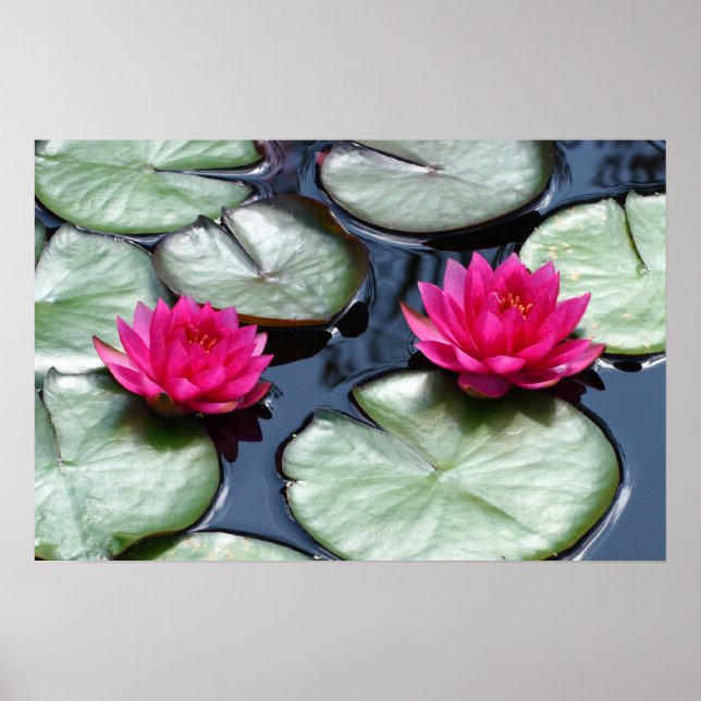 Rote Wasserlilien - Canvas-Prints Poster (Vorne)