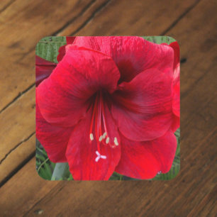 Rote Weihnachts-Amaryllis-Blüten-Blume Getränkeuntersetzer