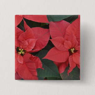Rote Weihnachtsstern-Detail (Euphorbia pulcherrima Button