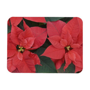 Rote Weihnachtsstern-Detail (Euphorbia pulcherrima Magnet