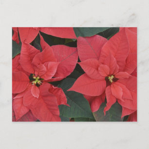 Rote Weihnachtsstern-Detail (Euphorbia pulcherrima Postkarte