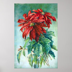 Rote Weihnachtssterne-Blumen im Stil eines Vintage Poster