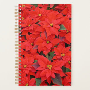 Rote Weihnachtssterne I Weihnachtliche Blumen-Foto Planer