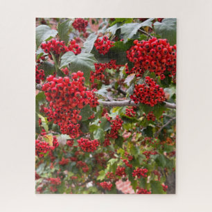 Rote Weißdornbeeren, San Francisco