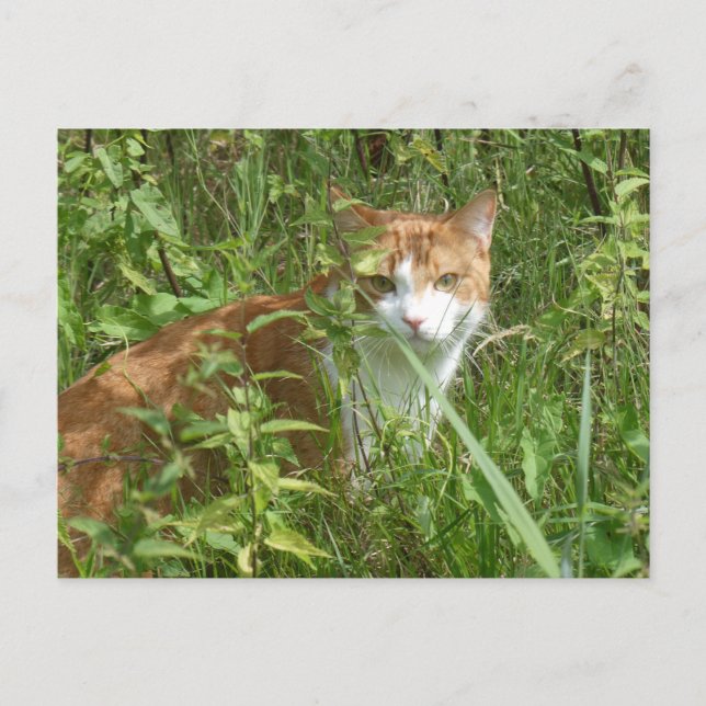 Rote weiße Katze mit grüner Augen DIY Postkarte (Vorderseite)