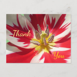 Rote Weiße Tulpe Nahaufnahme Dankeschön Postkarte