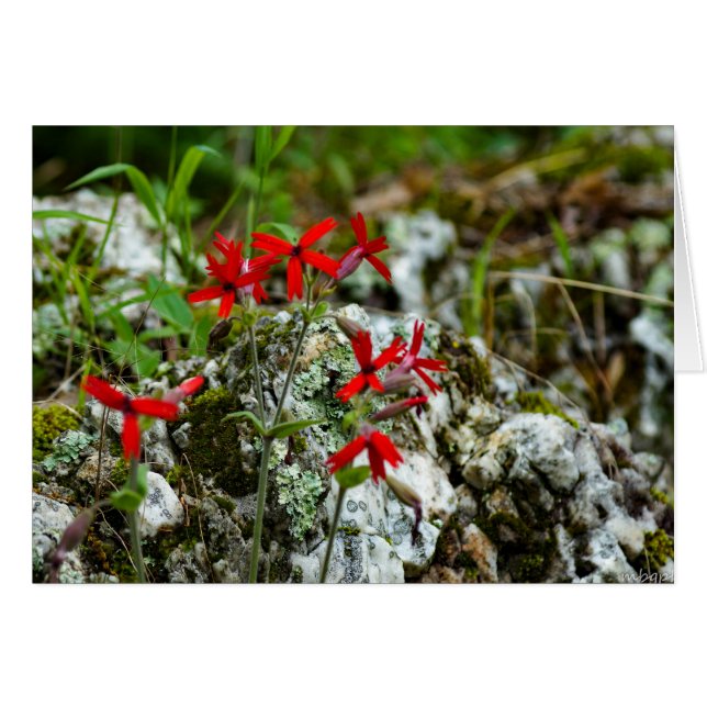 Rote Wildblume auf Felsen (Vorderseite (Horizontal))
