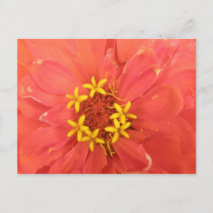 Rote Zinnia Macro Postkarte