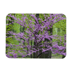 Rotebudenbäume in voller Frühjahrsblüte nahe Defia Magnet